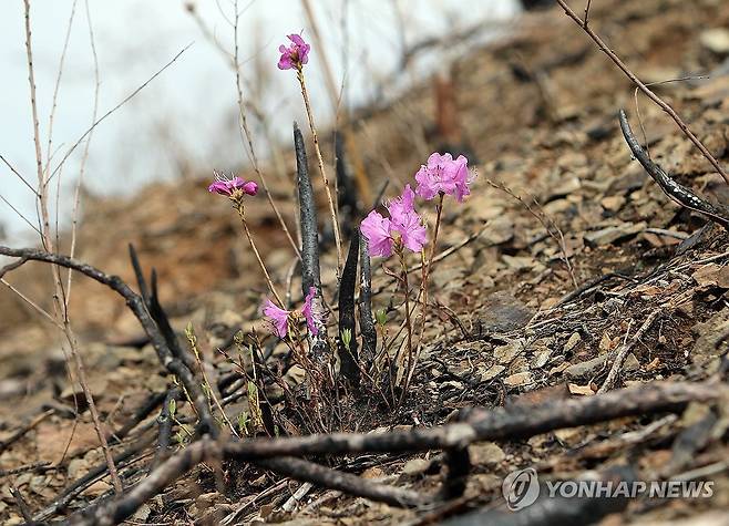 산불 피해 지역에서 피어난 꽃 (홍성=연합뉴스) 지난해 4월 발생한 대형 산불로 잿더미가 됐던 홍성군 서부면 양곡리 야산에 연분홍 꽃잎이 피어 있다. 당시 불로 홍성지역 산림 1천337㏊가 불에 탔었다. 사진은 지난달 30일 촬영됨. 2024.4.4 [독자 제공. 재판매 및 DB 금지] soyun@yna.co.kr