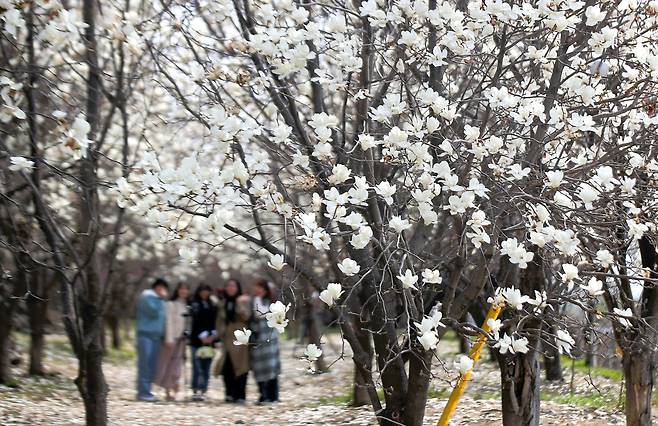 2024년 3월 22일 경남 김해시 흥동 목련숲을 찾은 상춘객들이 기념사진을 찍고 있다./김동환 기자