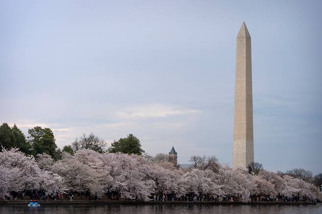 워싱턴DC의 인공호수 타이들 베이슨(Tidal Basin) 주변에 만발한 벚나무 위로 워싱턴 기념탑이 보인다. / AP 연합뉴스