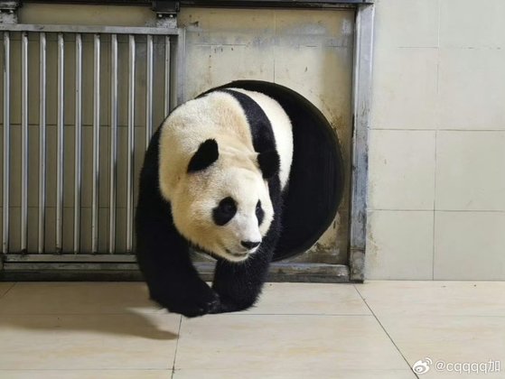 중국판다보호연구센터는 웨이보(微博·중국판 엑스)를 통해 4일 자이언트 판다 '푸바오'가 워룽중화자이언트판다원(臥龍中華大熊猫苑) 선수핑기지(神樹坪基地)의 격리·검역 구역에 들어가는 모습을 공개했다. 뉴스1