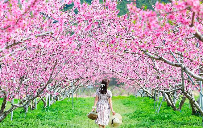 11일 경북 청도군 각남면 한 복숭아밭에 복사꽃이 만개해 있다. 사진 청도군