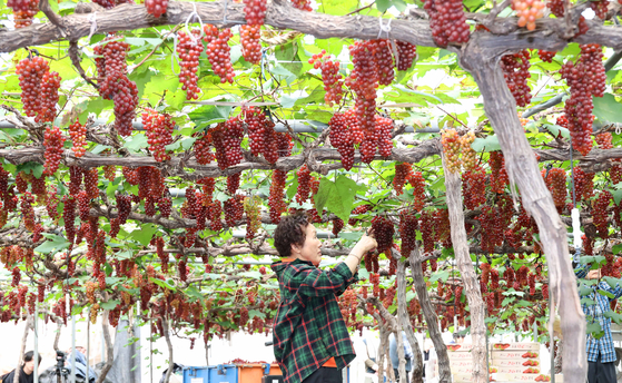 A woman at a grape farm in Daejeon harvests this year's first Delaware grapes on Thursday morning. The seedless Delaware grapes are known for their sweetness, even sweeter than the more widely known Campbell grapes. [YONHAP]