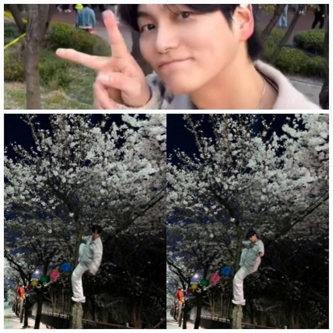 배우 최성준이 최근 벚꽃을 감상하며 특이한 포즈로 나무에 올라가는 모습을 공개해 논란이 되고 있다.  / 사진 = 최성준 인스타그램
