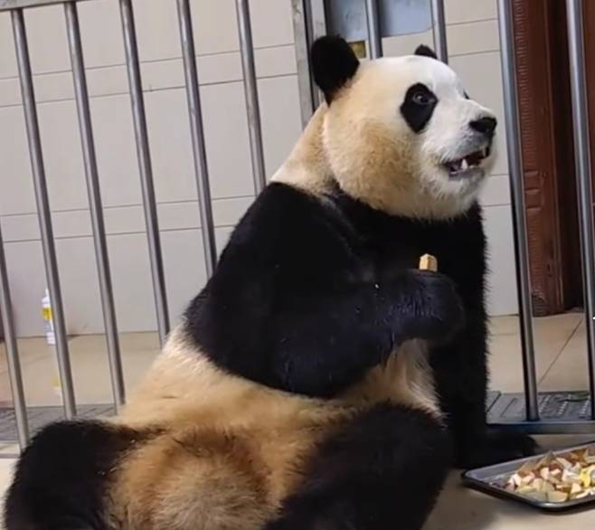 젱웬사육사와 눈맞춤을 시도하는 푸바오