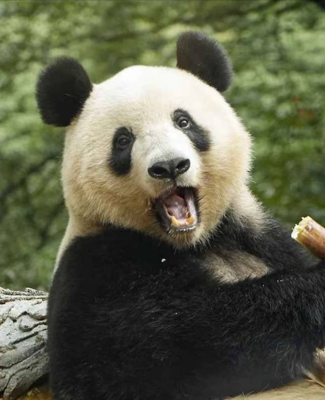 우리 국민도 보고싶어 하는 일본 태생 샹샹은 최근 일반에 공개되기 시작했다.