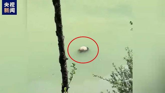 11일 쓰촨성 야안시 바오싱현 강가에서 어린 자이언트 판다 사체로 추정되는 물체가 강 위에 떠다니는 모습을 관광객이 발견했다고 이튿날 중국 국가 기간방송 CCTV가 보도했다. (사진=더우인)