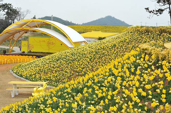 신안 수선화축제/사진-신안군