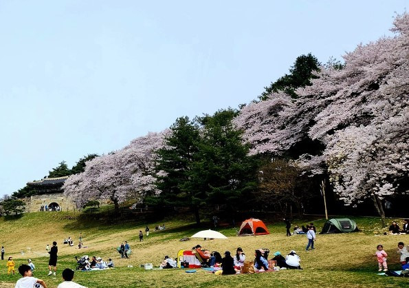 벚꽃이 만개한 청주 상당산성. (독자제공) / 뉴스1