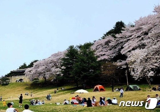 벚꽃이 만개한 청주 상당산성.(독자제공)/뉴스1