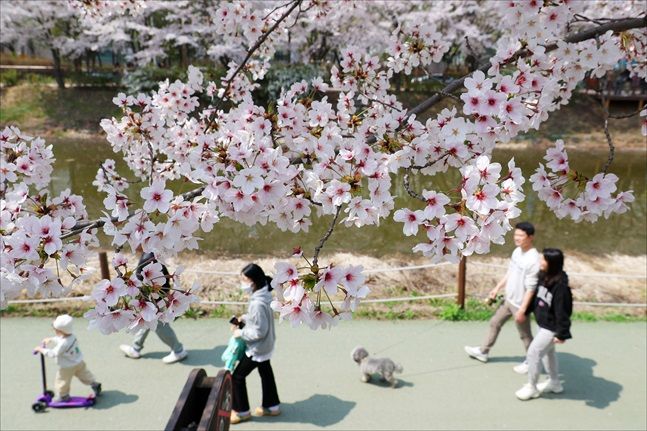 7일 오후 인천 계양구 계양서부천벚꽃길에서 시민들이 활짝 핀 벚꽃 나무 아래를 걸으며 봄기운을 만끽하고 있다. ⓒ데일리안 홍금표 기자