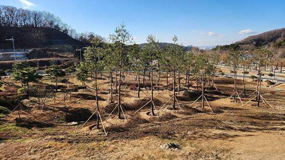 청주시 3순환로에 조성된 강상촌교차로 기후대응도시숲 모습. [사진=충북도]