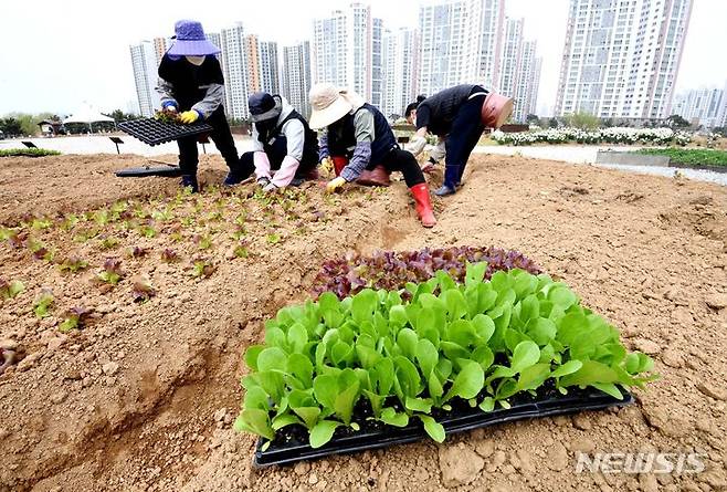 [시흥=뉴시스] “무럭무럭 자라다오” (사진=시흥시 제공).