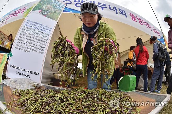 '맛있는 고사리에요' 2019년 한라산 청정 고사리 축제[연합뉴스 자료사진]