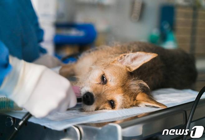 동물병원에서 수술 받는 강아지(사진 이미지투데이) ⓒ 뉴스1
