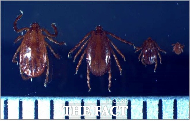 중증열성혈소판감소증후군(SFTS) 감염 위험이 높은 봄철을 맞아 질병청은 15일부터 참진드기 감시사업을 시작한다. 사진은 작은소피참진드기 암컷, 수컷, 약충, 유충(왼쪽부터) 모습. /남원시