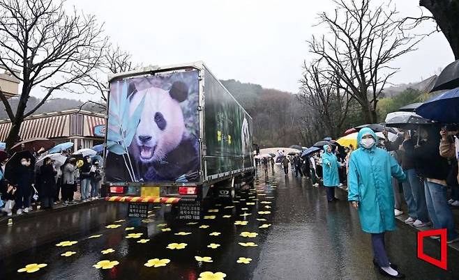 푸바오 팬들이 지난 3일 경기 용인 에버랜드 장미원에서 푸바오를 실은 특수차량을 바라보며 배웅하고 있다.  사진=사진공동취재단