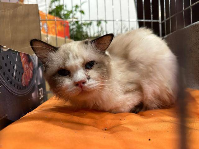 구조 이후 병원에서 검진을 받던 렉시. 카라 제공