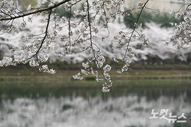 서울 지역 벚꽃이 본격적으로 만개하기 시작한 3일 서울 송파구 석촌호수에 벚꽃이 만개해 있다. 박종민 기자