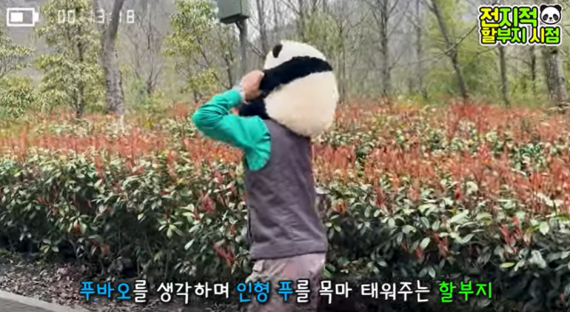 중국 선수핑 기지에서 선물해준 푸바오 인형을 목마 태워주는 강철원 사육사. /출처=뿌빠TV