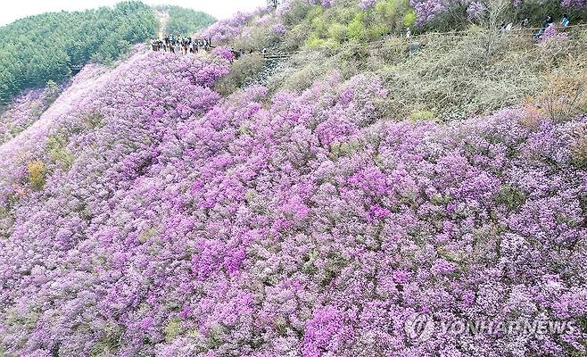 분홍빛 창원 천주산 진달래 (창원=연합뉴스) 김동민 기자 = 경남지역 낮 최고 기온이 25도까지 오른 12일 오후 경남 창원시 의창구 천주산 정상(해발 638.8ｍ) 부근 흐드러지게 형성된 진달래 군락지를 배경으로 상춘객이 휴식을 취하고 있다. 2024.4.12 image@yna.co.kr