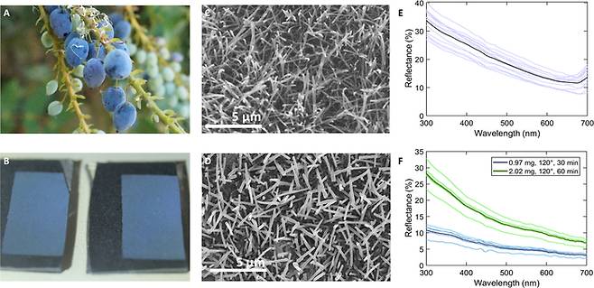 파란색을 띠는 오리건 포도(A)와 표면 왁스를 주사전자현미경으로 관찰한 결과(C). 왁스만 추출해 검은 기판에 입혔더니 파란색이 나타났으며(B) 현미경 관찰 결과(D)와 파장을 분석한 결과(F)도 오리건 포도의 표면을 관찰했을 때와 비슷했다. ⓒScience Advances