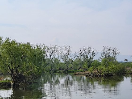 지난 12일 총기 포획전 포착된 대구 동구 안심습지 버드나무에 앉아 있는 민물가마우지. [사진 대구 동구]