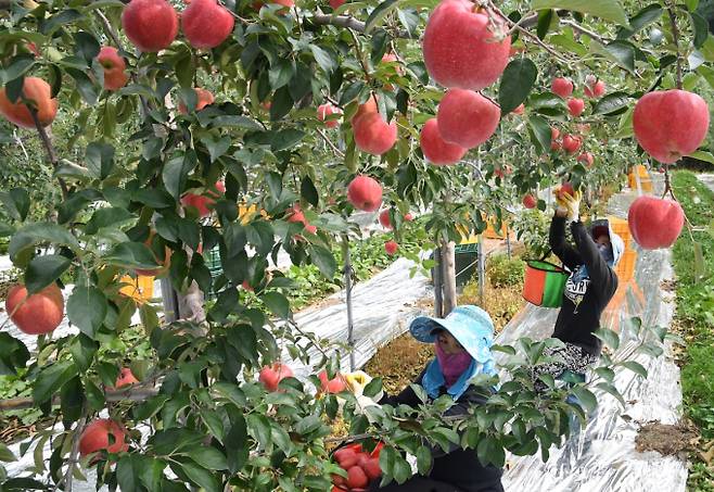 사과 가격이 관련 통계 이래 최고 상승률을 보이고 있지만 정작 농민들은 인건비와 유가 상승 등으로 큰 수익을 얻지 못한 것으로 나타났다. 사진은 지난해 9월 수확기 경남 거창군에서 사과를 수확하는 농민들의 모습. /사진=거창군