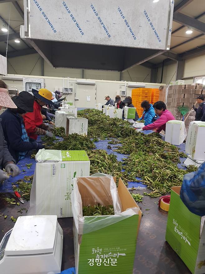 지난 11일 강원 화천군 화천읍 대이리 ‘눈개승마 공동 작업장’에서 주민들이 눈개승마를 선별해 포장하는 작업을 하고 있다. 최승현 기자