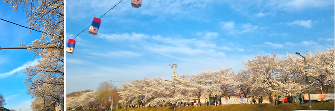 요천 앞 벚나무 길 / 사진=김혜성 여행+ 기자