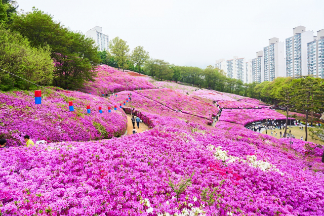 군포철쭉동산. 사진 제공 = 군포시