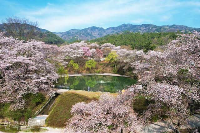 지난 12일 거창 덕천서원 주변에 벚꽃이 만개해 있다. 올해는 늦었고 내년 봄에야 다시 볼 수 있는 풍경이다.