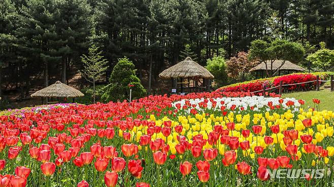 [용인=뉴시스] 봄꽃으로 화려하게 단장한 농촌테마파크(사진=농촌테마파크 제공)