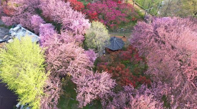 겹벚꽃과 영산홍으로 화려한 전북 전주의 ‘완산칠봉 꽃동산’의 모습. 야트막한 산정의 산동네 공원 꽃밭이라서 더 정겹다. 철쭉까지 만개하는 이번 주말쯤이면 꽃동산은 더 화려해진다.