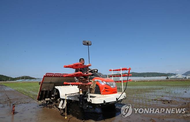 철원지역 모내기 [연합뉴스 자료사진]