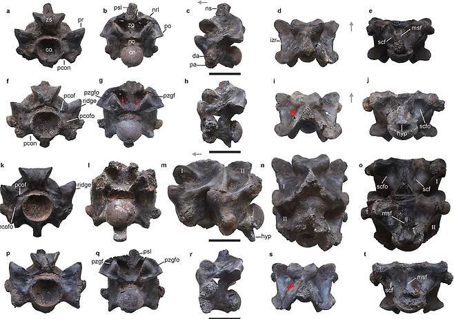 인도에서 지금까지 존재했던 가장 큰 뱀 화석이 발견됐다. 6600만 년 전 신생대에 살았던 바수키 인디쿠스(Vasuki indicus)다. 과학자들은 이 뱀이 몸길이 최장 15m, 몸무게 1t에 이르렀을 것으로 추정했다./인도루르키공대, 사이언티픽리포트