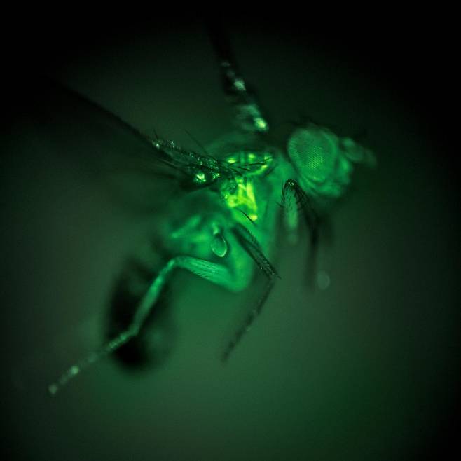 비행 움직임에 관여하는 초파리의 신체 부위에서 칼슘이 형광색으로 빛나고 있다. Floris van Breugel & Thad Lindsay, Dickinson Lab 제공
