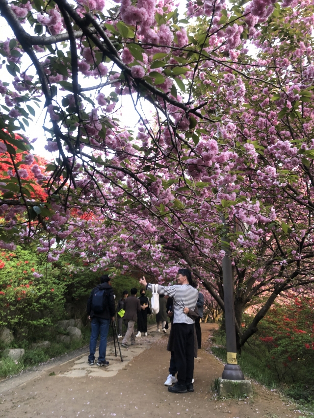 전주완산공원 꽃동산내 꽃터널에서 내방객들이 사진을 찍고 있다.