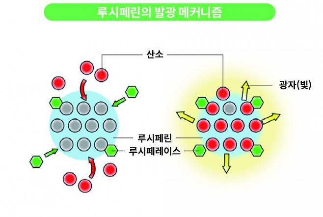 루시페린은 루시페레이스에 의해 산소와 결합하며(산화) 빛을 낸다. 반딧불이나 발광성 플랑크톤 등이 루시페린으로 빛을 내는 대표적 생물로 꼽힌다. 동아사이언스 DB