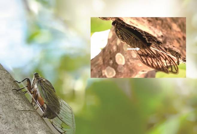 매미는 다른 곤충과는 달리 포유류처럼 소변을 물줄기처럼 뿜어 낸다 (왼쪽 매미가 오줌을 배설하는 장면을 가까이서 관찰한 모습). Saad Bhamla et al.