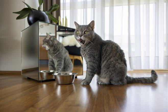 거울에 비친 자신의 모습을 본 고양이가 고개를 돌리고 있다. 게티이미지코리아
