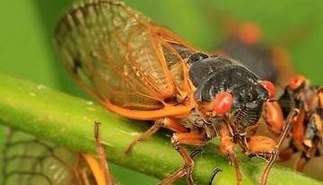 ▲미국에서 17년 주기로 출현하는 '브루드 X' 매미 떼 [연합뉴스]