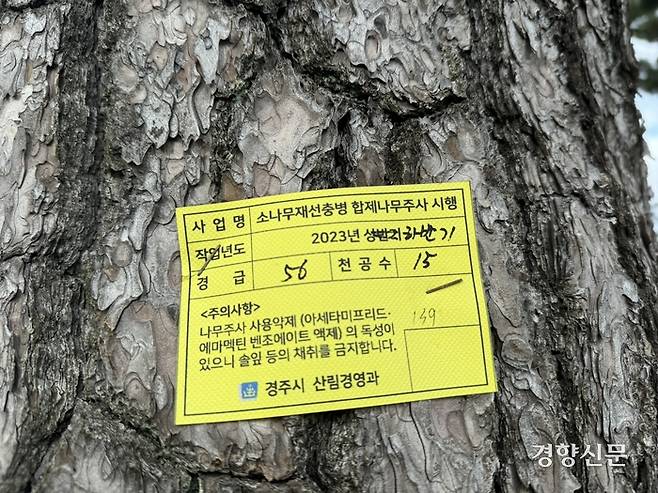 경북 경주시 감포읍 오류리의 오류고아라해변에 있는 한 소나무 줄기에 소나무재선충병 예방 나무주사를 놓았다는 표식이 붙어 있다. 주영재 기자