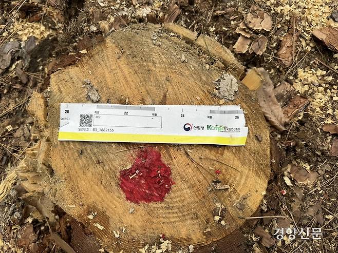 경북 포항시 정천리의 한 야산에서 소나무재선충병에 걸린 나무를 벌목한 후 이력을 알 수 있도록 QR스티커를 붙여놓았다. 주영재 기자