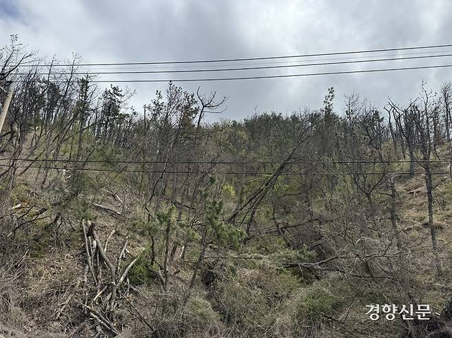 경상북도 포항시 호미로의 한 도로 사면에 소나무재선충병에 걸려 죽은 소나무들이 줄기가 부러진 채 쓰러져 있다. 주영재 기자