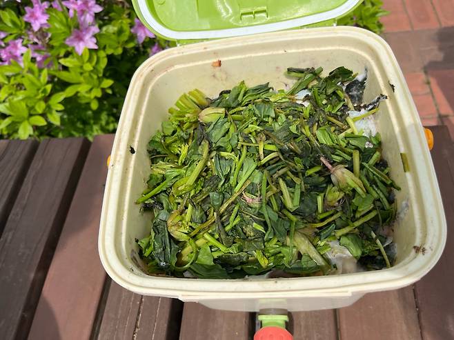 음식물쓰레기 퇴비통의 뚜껑을 열어보니 가장 최근에 버린 시금치 아래로 하얀 곰팡이가 슬었다. 발효에 도움을 주는 곰팡이라는 설명이다. 주소현 기자