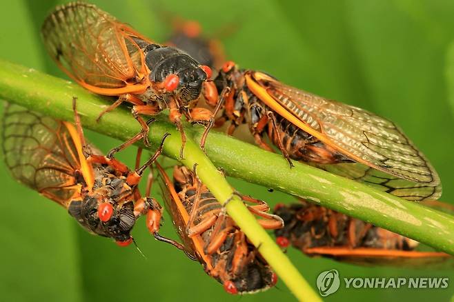 미국에서 17년 주기로 출현하는 '브루드 X' 매미 떼  [AFP 연합뉴스 자료사진. 재판매 및 DB 금지]