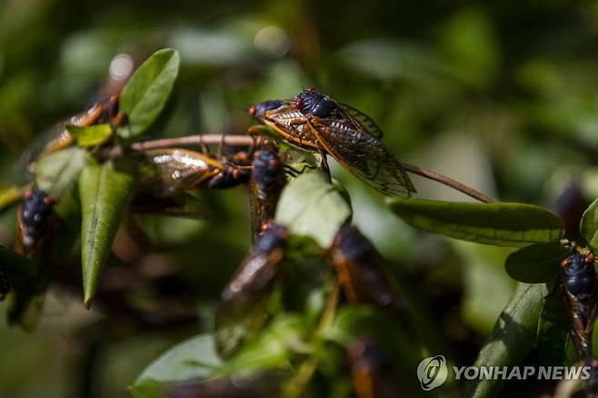 미국 17년 만에 돌아오는 '매미떼' [EPA 연합뉴스 자료사진. 재판매 및 DB 금지]