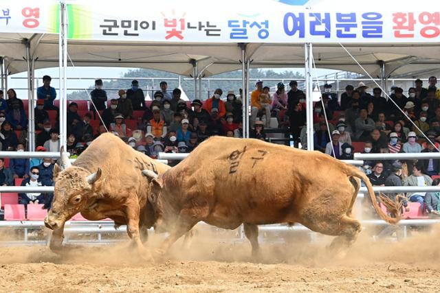 지난해 열린 '달성 전국민속 소힘겨루기대회' 장면. 달성군 제공