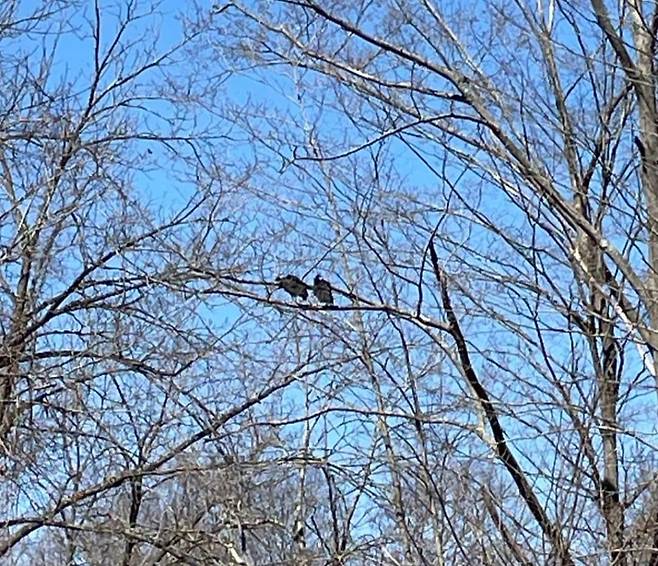 지난 8일(현지 시각) 만취한 독수리 2마리가 풀려나 나무 위에 나란히 앉아 있는 모습./사진=A Place Called Hope X(옛 트위터) 캡쳐)