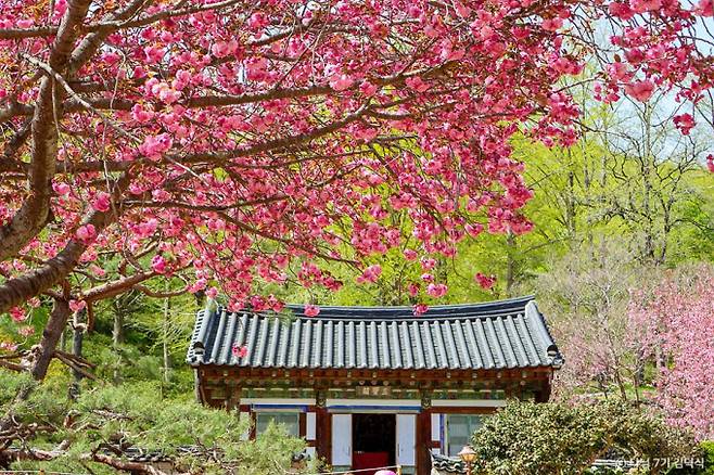 선암사는 겹벚꽃이 아름답기로 유명하다. /사진=한국관광공사